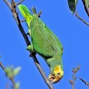 Couleurs de la nature : oiseaux