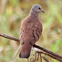 Couleurs de la nature : oiseaux