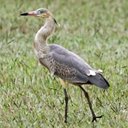 Couleurs de la nature : oiseaux