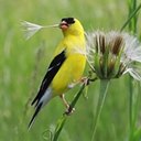 Couleurs de la nature : oiseaux