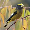 Couleurs de la nature : oiseaux