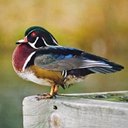 Couleurs de la nature : oiseaux