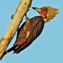 Couleurs de la nature : oiseaux