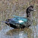 Couleurs de la nature : oiseaux