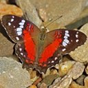 Couleurs de la nature : papillons