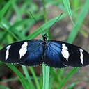 Couleurs de la nature : papillons