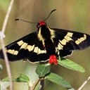 Couleurs de la nature : papillons