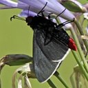 Couleurs de la nature : papillons