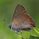 Couleurs de la nature : papillons