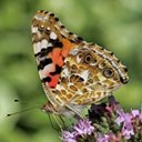 Couleurs de la nature : papillons