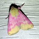 Couleurs de la nature : papillons