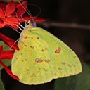 Couleurs de la nature : papillons