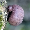 Daldinia sp.