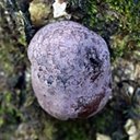 Daldinia sp.
