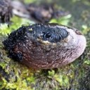 Daldinia sp.