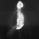 Dasydytes carvalhoae