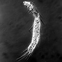 Dasydytes papaveroi