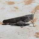 Dissosteira carolina