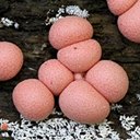 Diversité de la vie