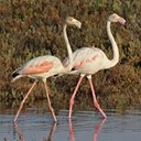 Diversité de la vie