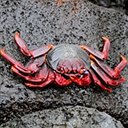 Diversité de la vie