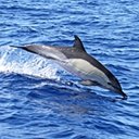 Diversité de la vie