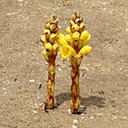 Diversité de la vie