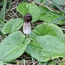 Diversité de la vie