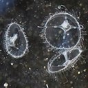 Diversité de la vie