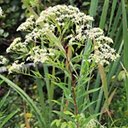 Doellingeria umbellata
