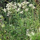 Doellingeria umbellata