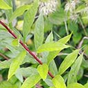 Doellingeria umbellata