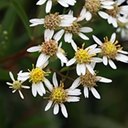 Doellingeria umbellata