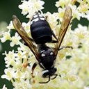 Dolichovespula maculata
