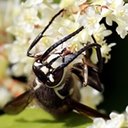 Dolichovespula maculata