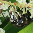Dolichovespula maculata