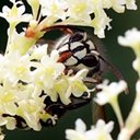 Dolichovespula maculata