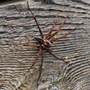 Dolomedes sp.