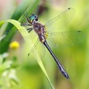 Dorocordulia libera