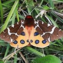 Dorosłe motyle/ćmy (Lepidoptera) oraz ich gąsienice