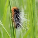 Dorosłe motyle/ćmy (Lepidoptera) oraz ich gąsienice