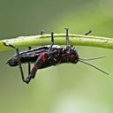 Dorosłe prostoskrzydłe i pluskwiaki oraz ich nimfy