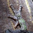 Dryophytes versicolor