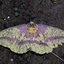 Eacles imperialis