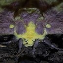 Eacles imperialis
