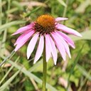 Echinacea purpurea