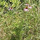 Echinacea purpurea