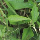 Echinacea purpurea