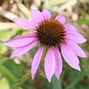 Echinacea purpurea