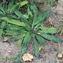 Echium vulgare